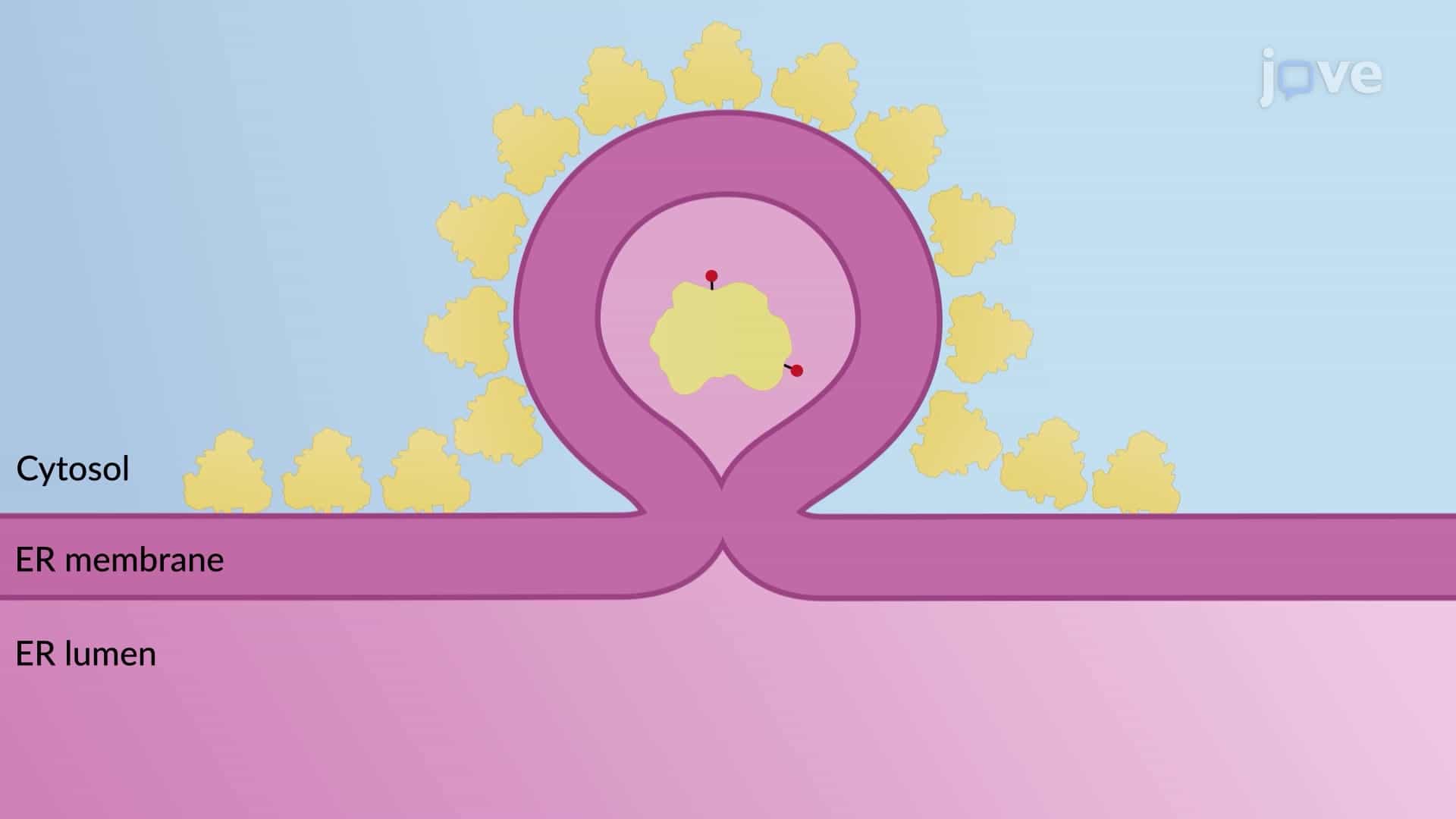 Role of ER in the Secretory Pathway
