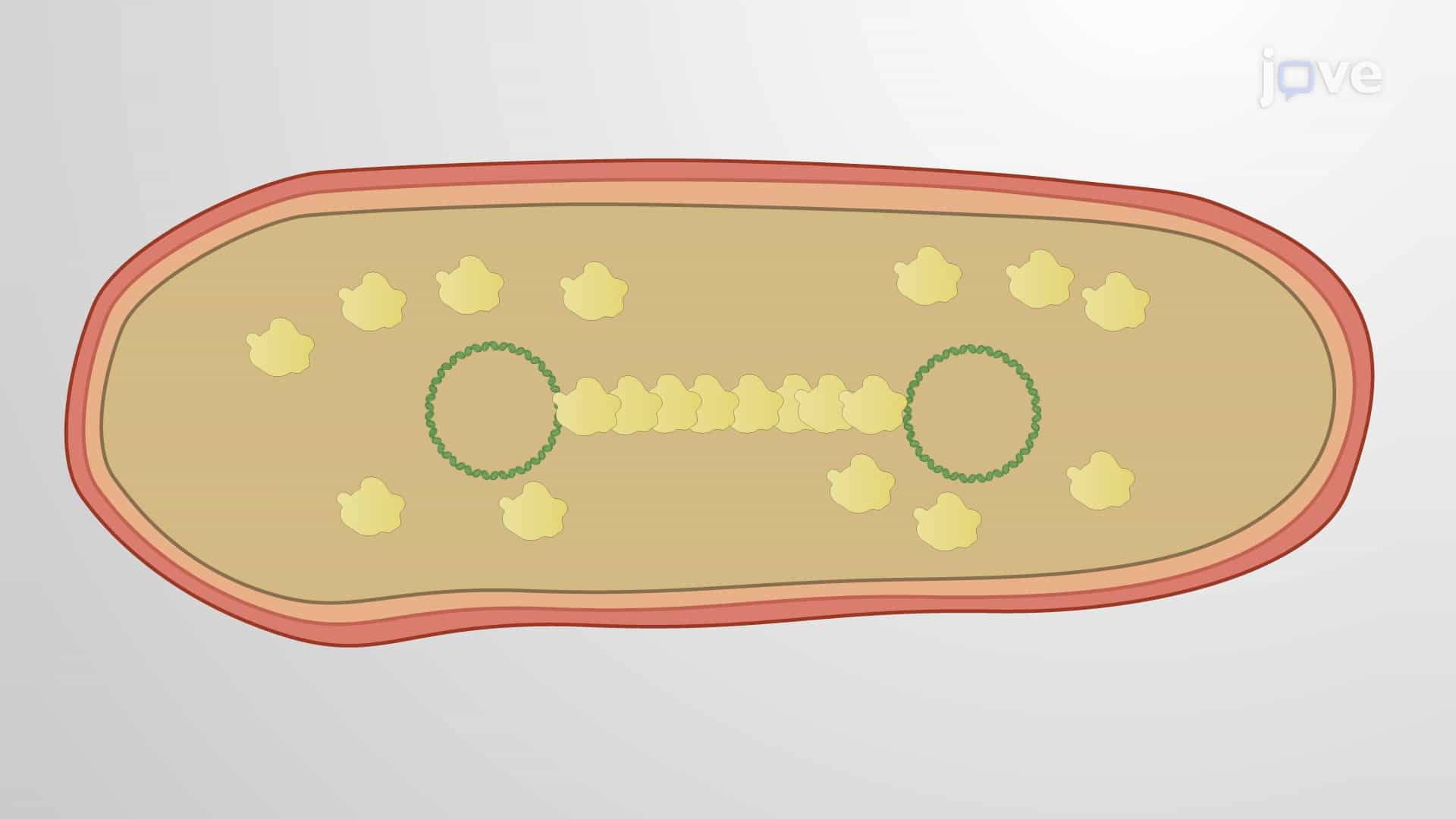 Cytoskeletal Proteins in Bacteria