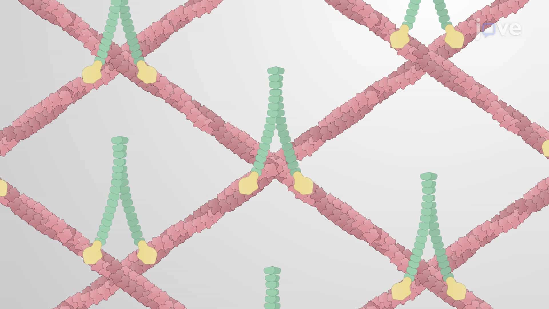 Formation of Higher-order Actin Filaments