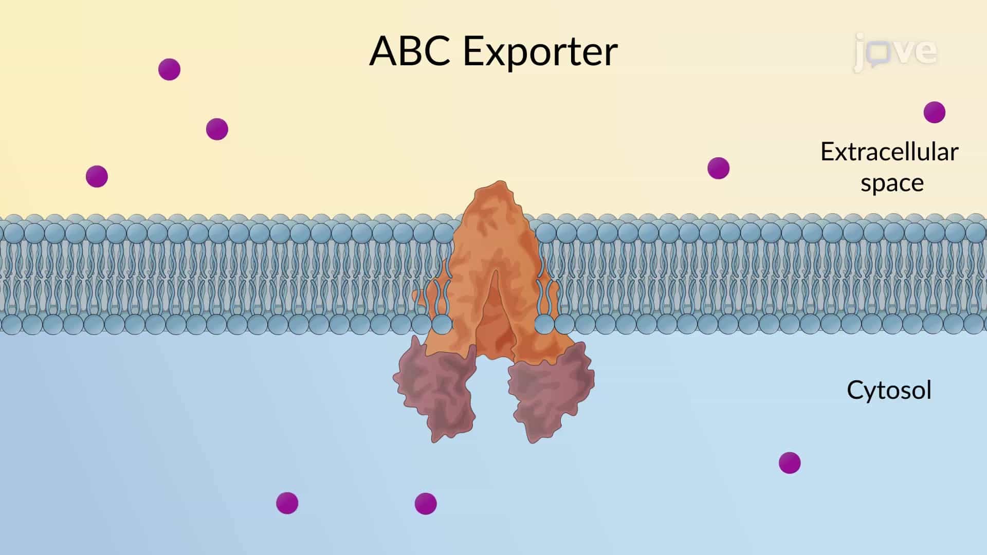 ABC Transporters: Exporter