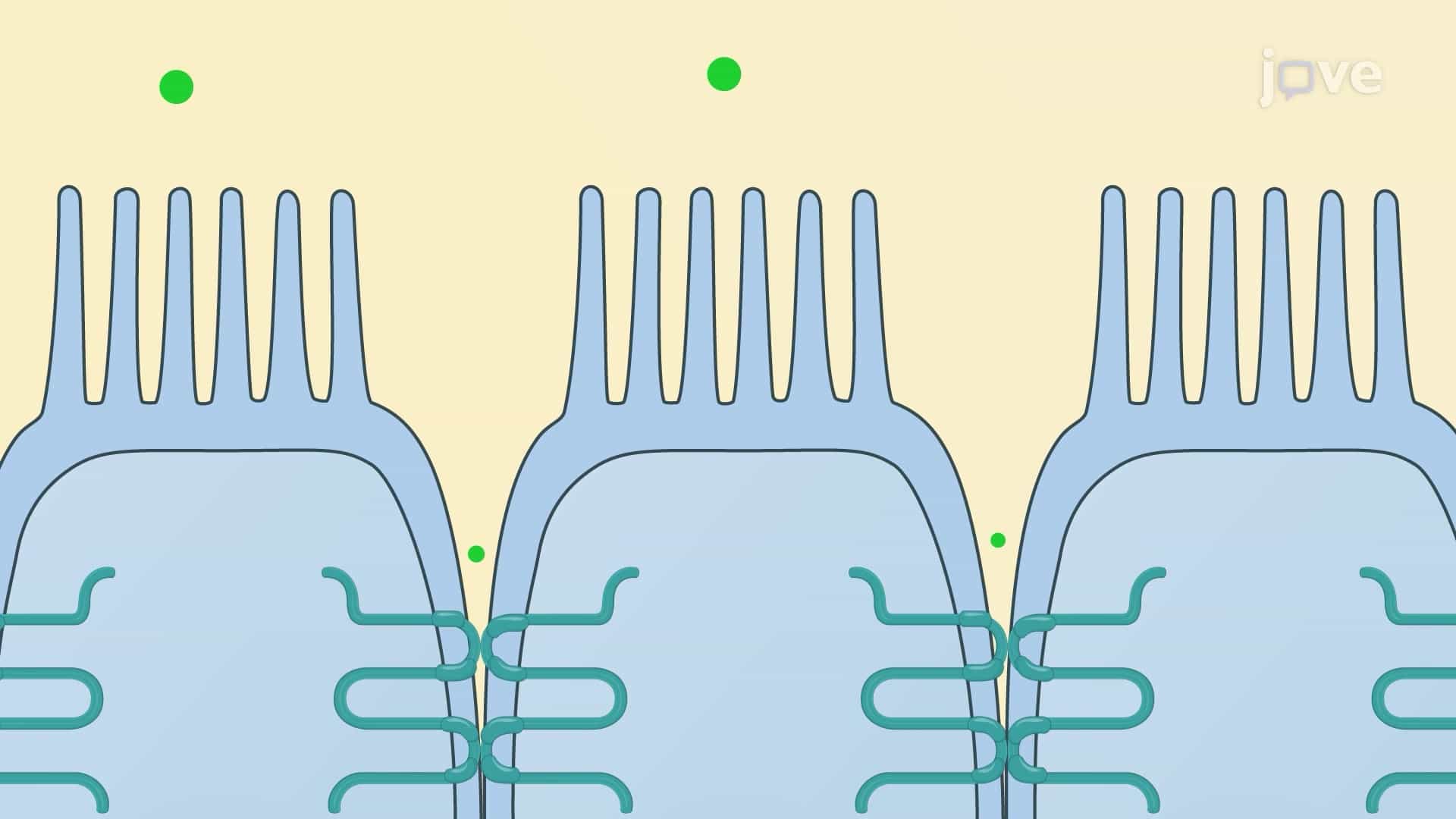 Transcellular Transport of Solutes