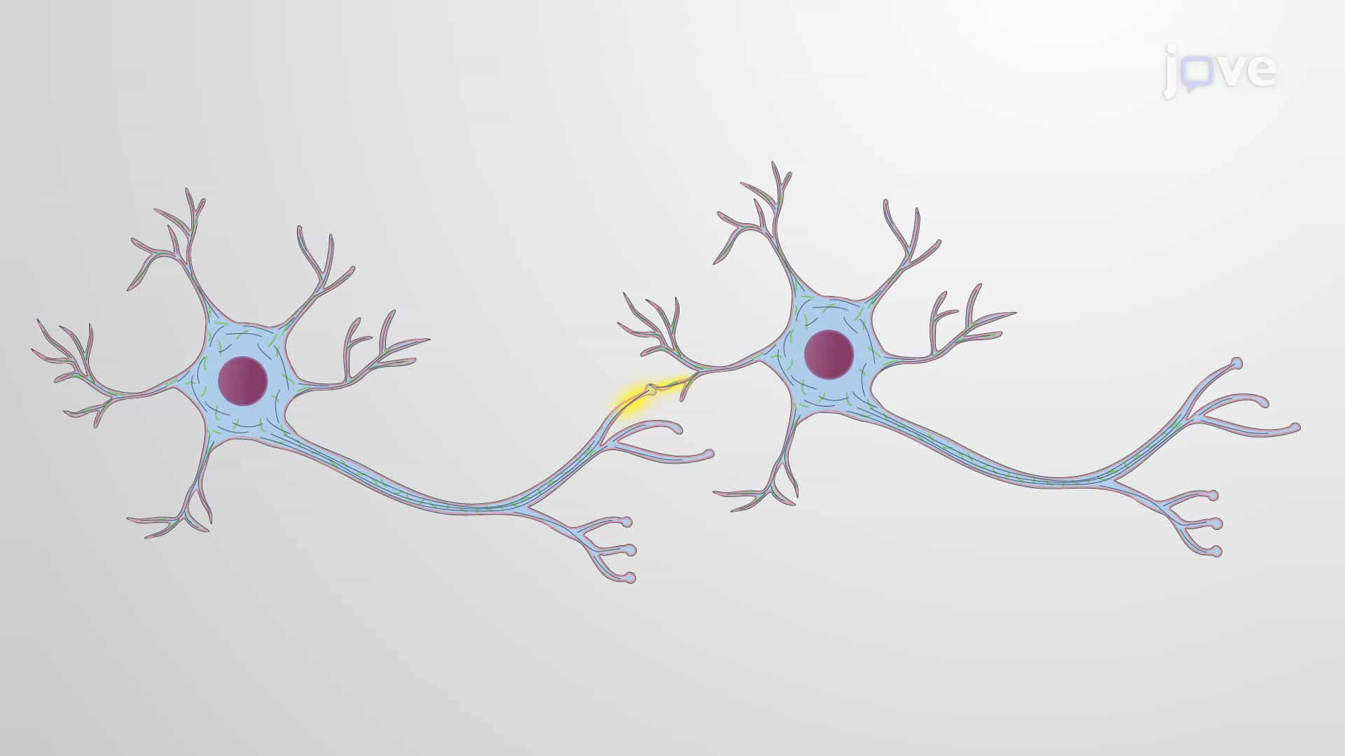 Synaptic Signaling