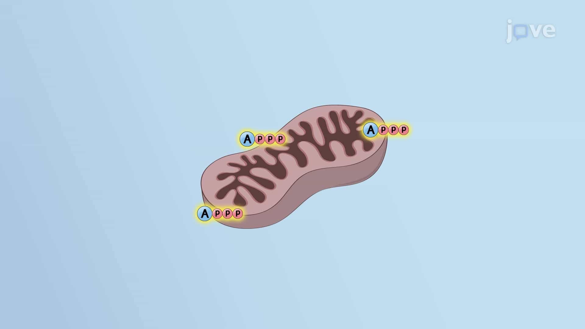 Mitochondria