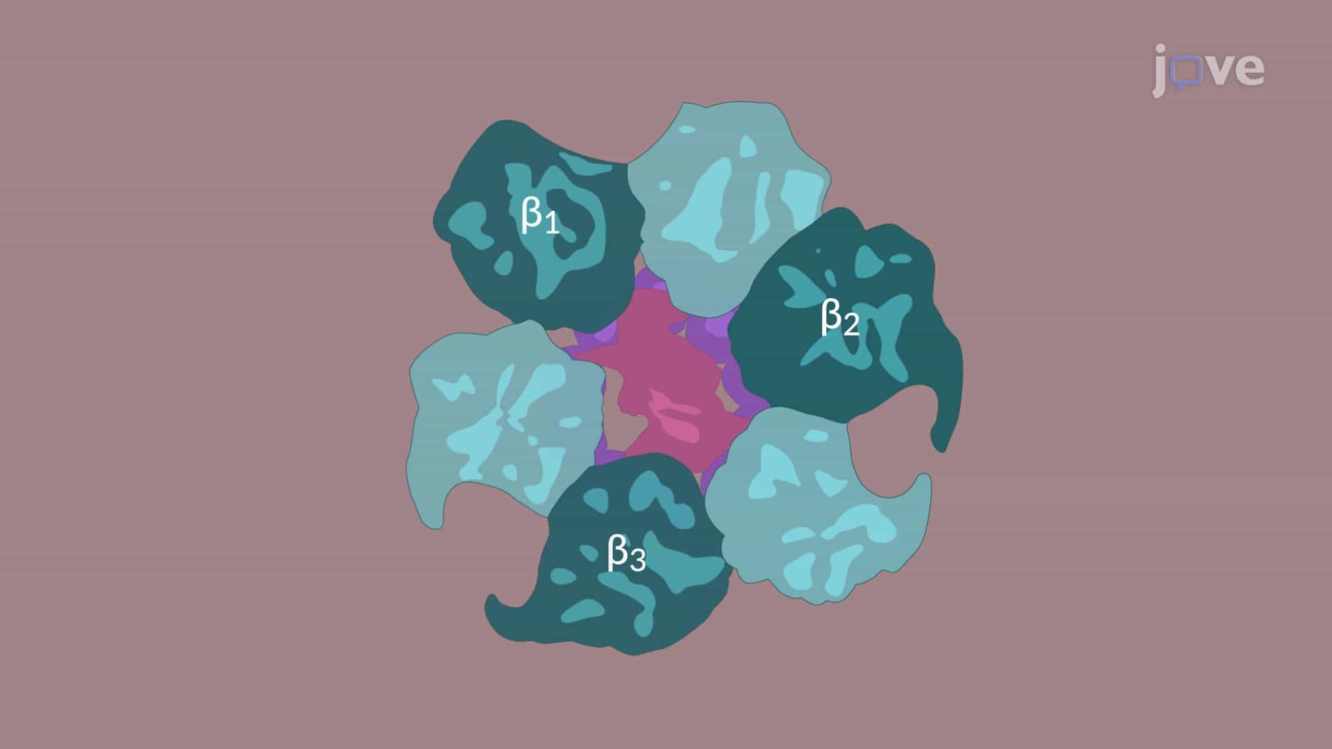 ATP Synthase: Mechanism
