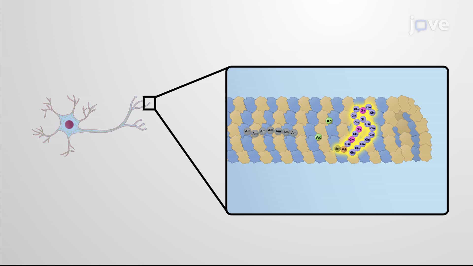 Assembly of Complex Microtubule Structures