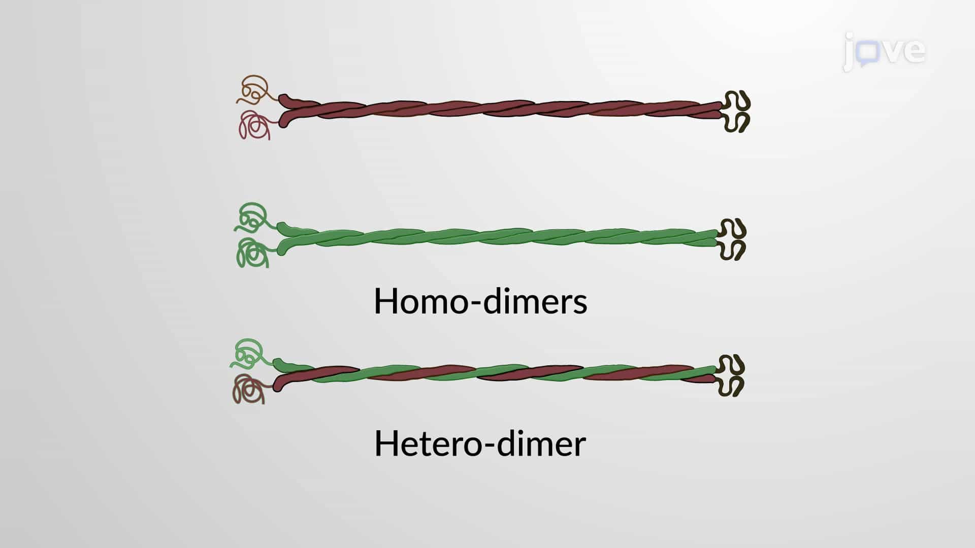 Types of Intermediate Filaments