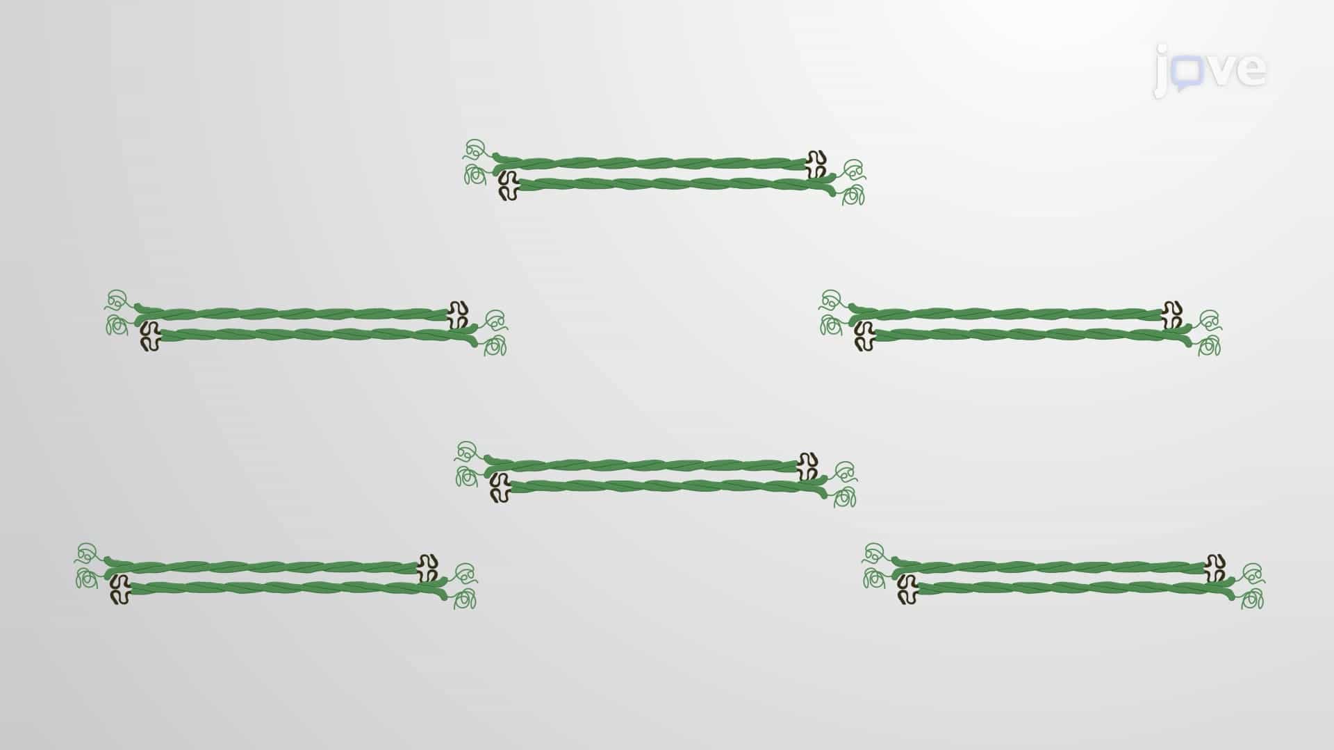 Formation of Intermediate Filaments