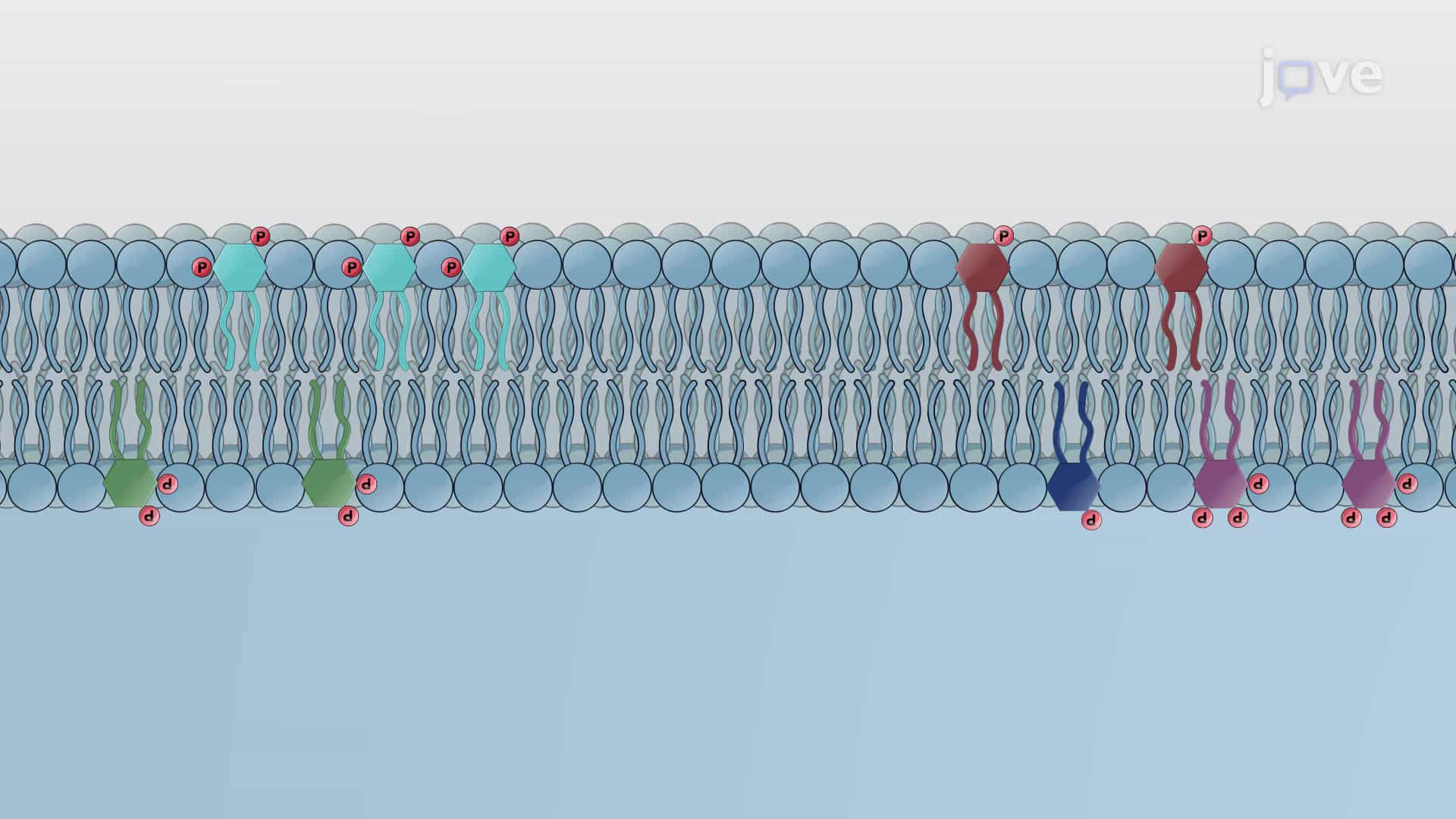 Phosphoinositides and PIPs