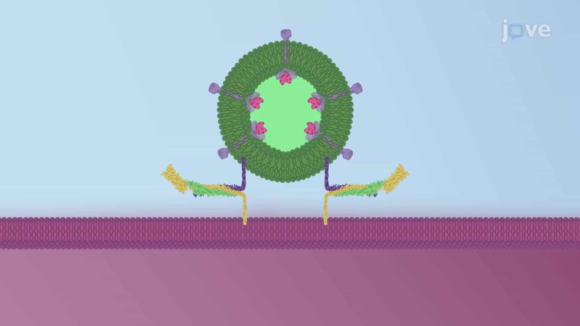 SNAREs and Membrane Fusion