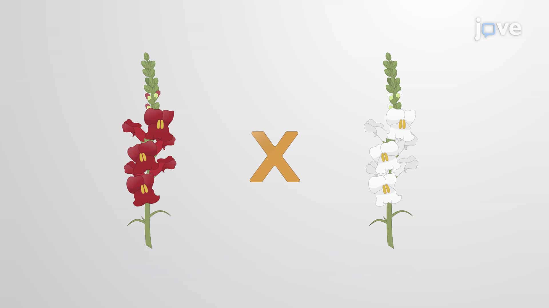 Multiple Alleles, Incomplete Dominance and Co-dominance