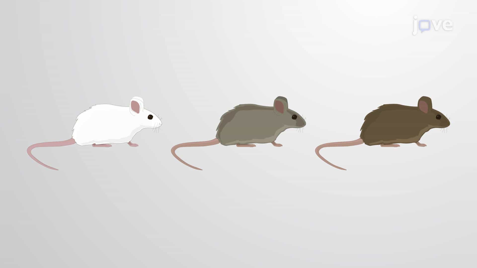 Recessive Lethal Alleles Cause Genetic Disorders in Humans