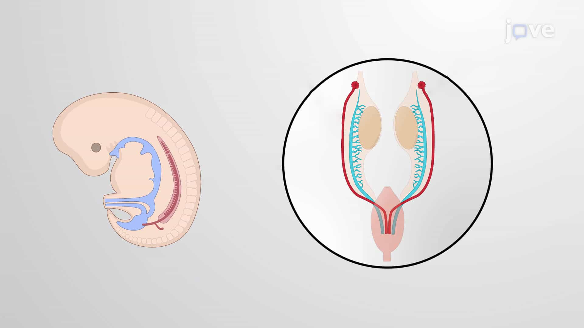 Structure of Y Chromosome and Development of Masculine Features