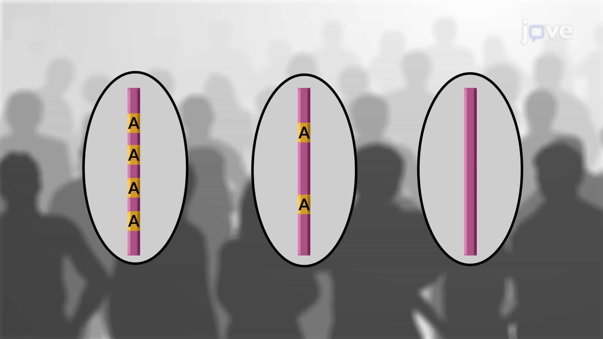 Copy Number Variations CNV and Single Nucleotide Polymorphism SNP