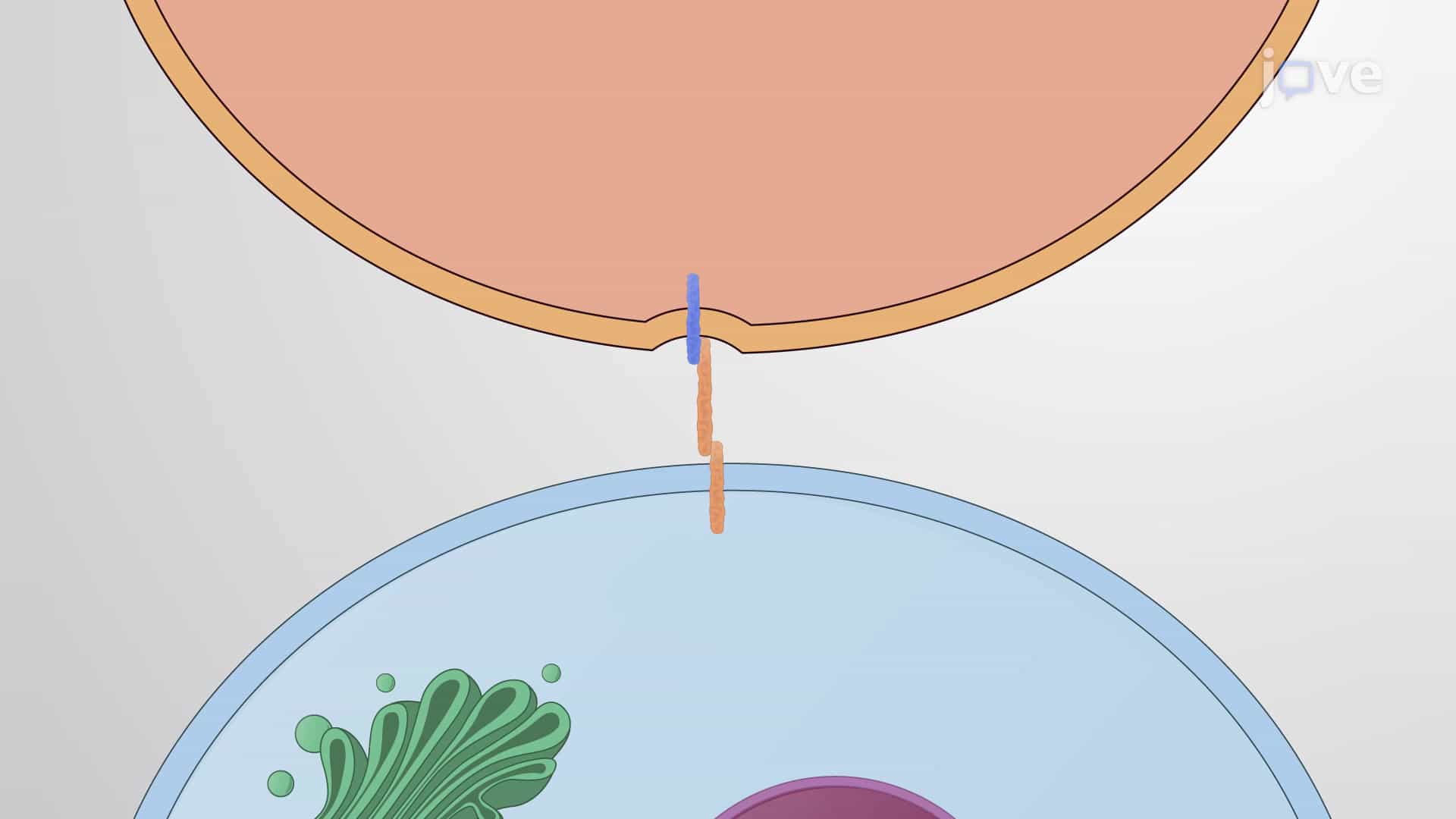 Regulation of Notch Signaling Pathway and Stem Cells' Fate