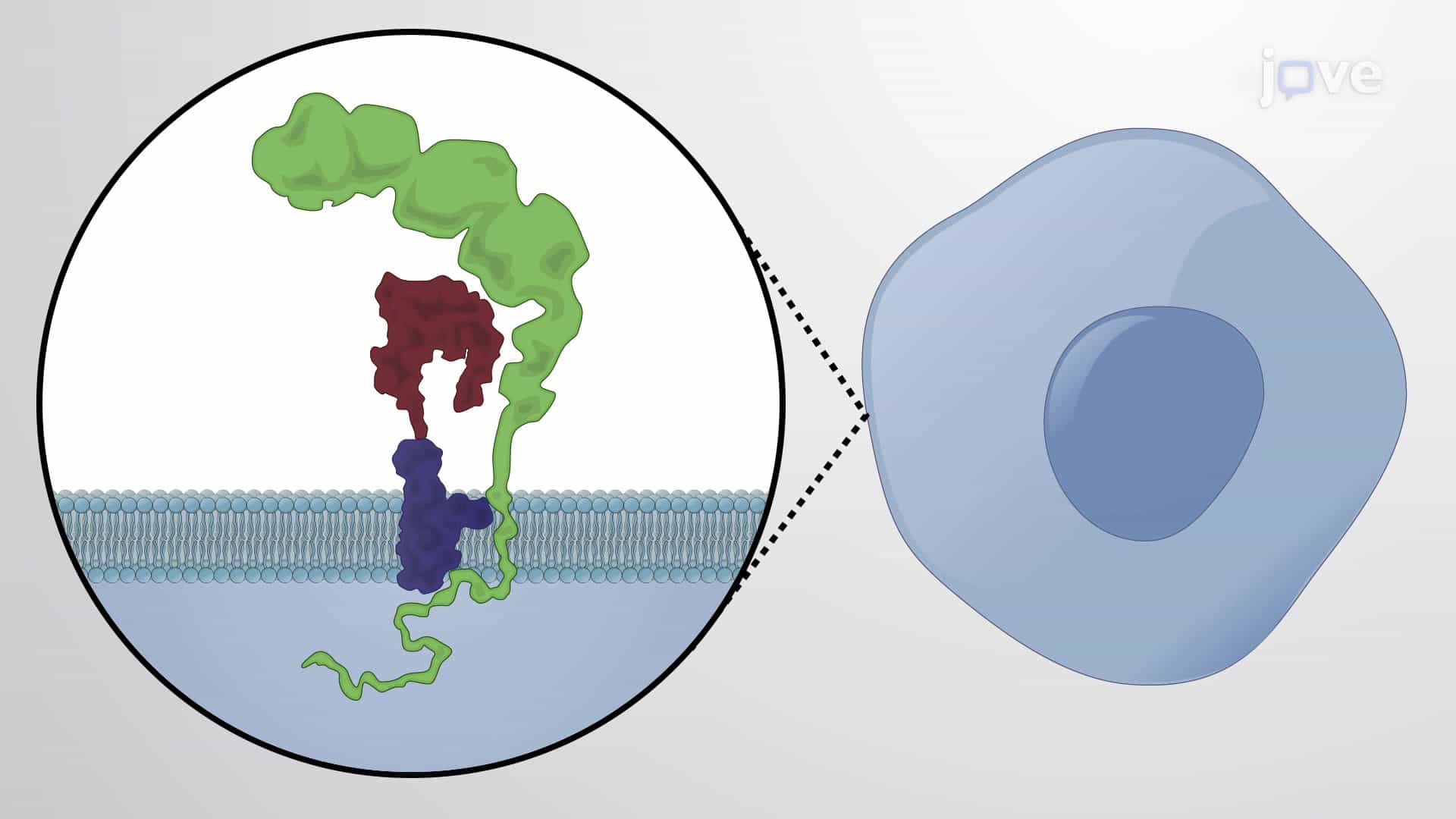 Canonical Wnt Signaling Pathway and Associated Diseases