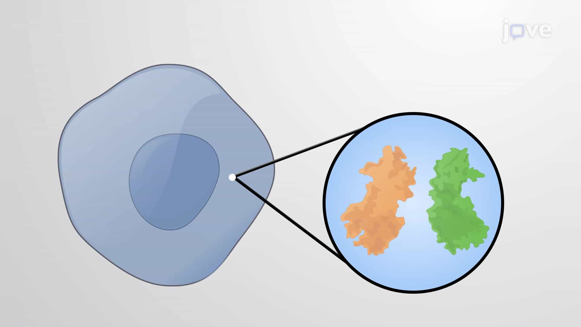 NF-&amp;#954;B-dependent Signaling Pathway