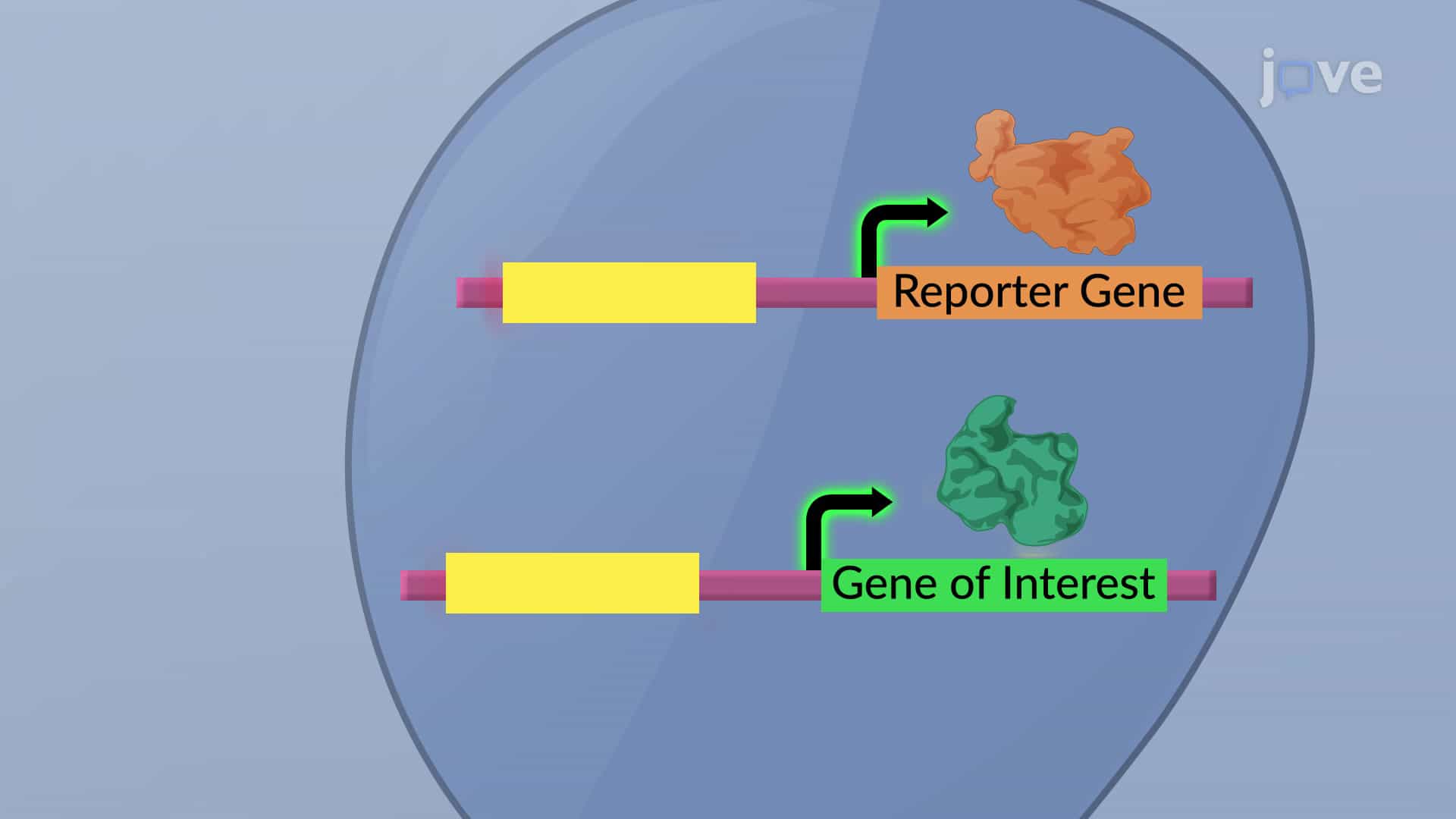Reporter Genes: lacZ, Luc, GFP, RFP