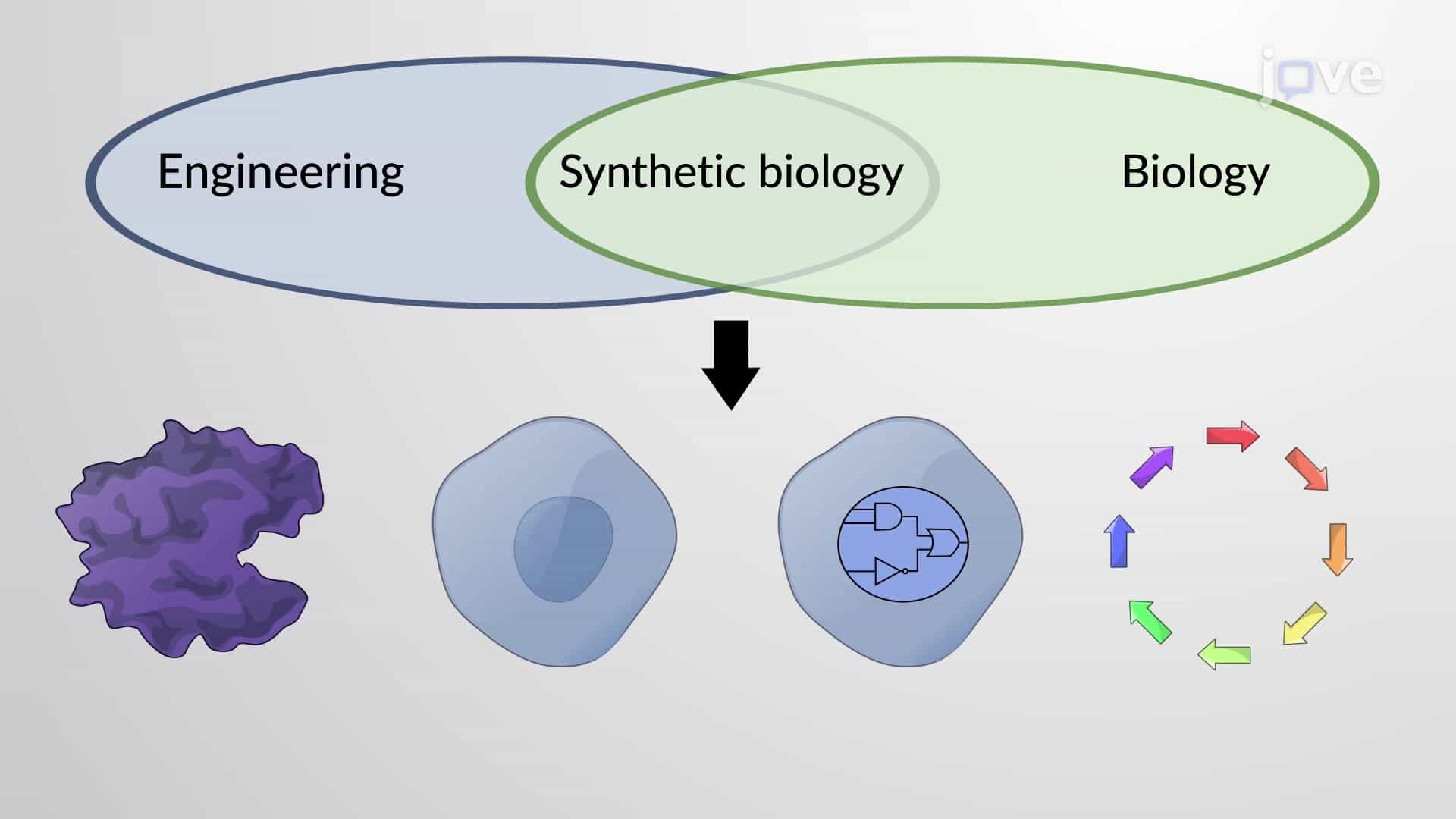 Synthetic Biology: Artificially Synthesizing /Re-designing Organisms or Biomolecules for Practical Uses
