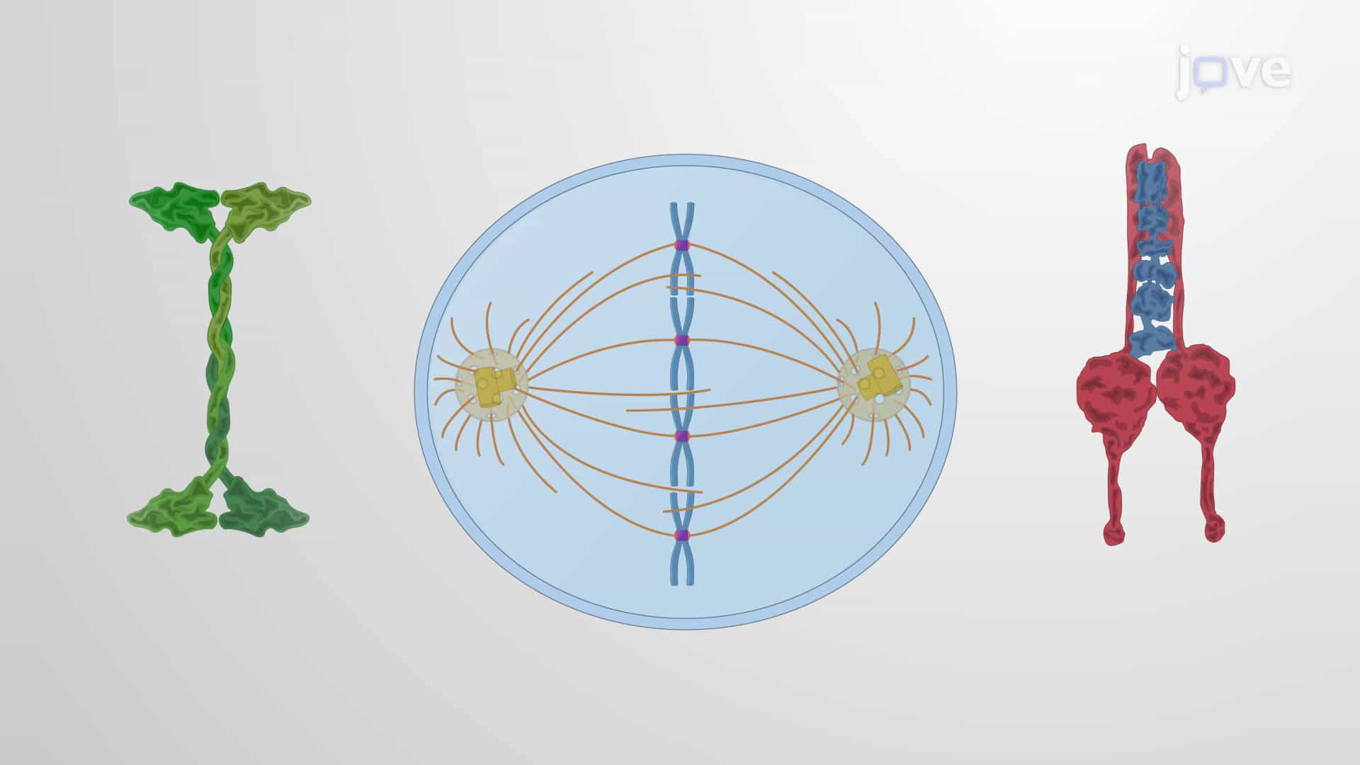 Organization of the Mitotic Spindle