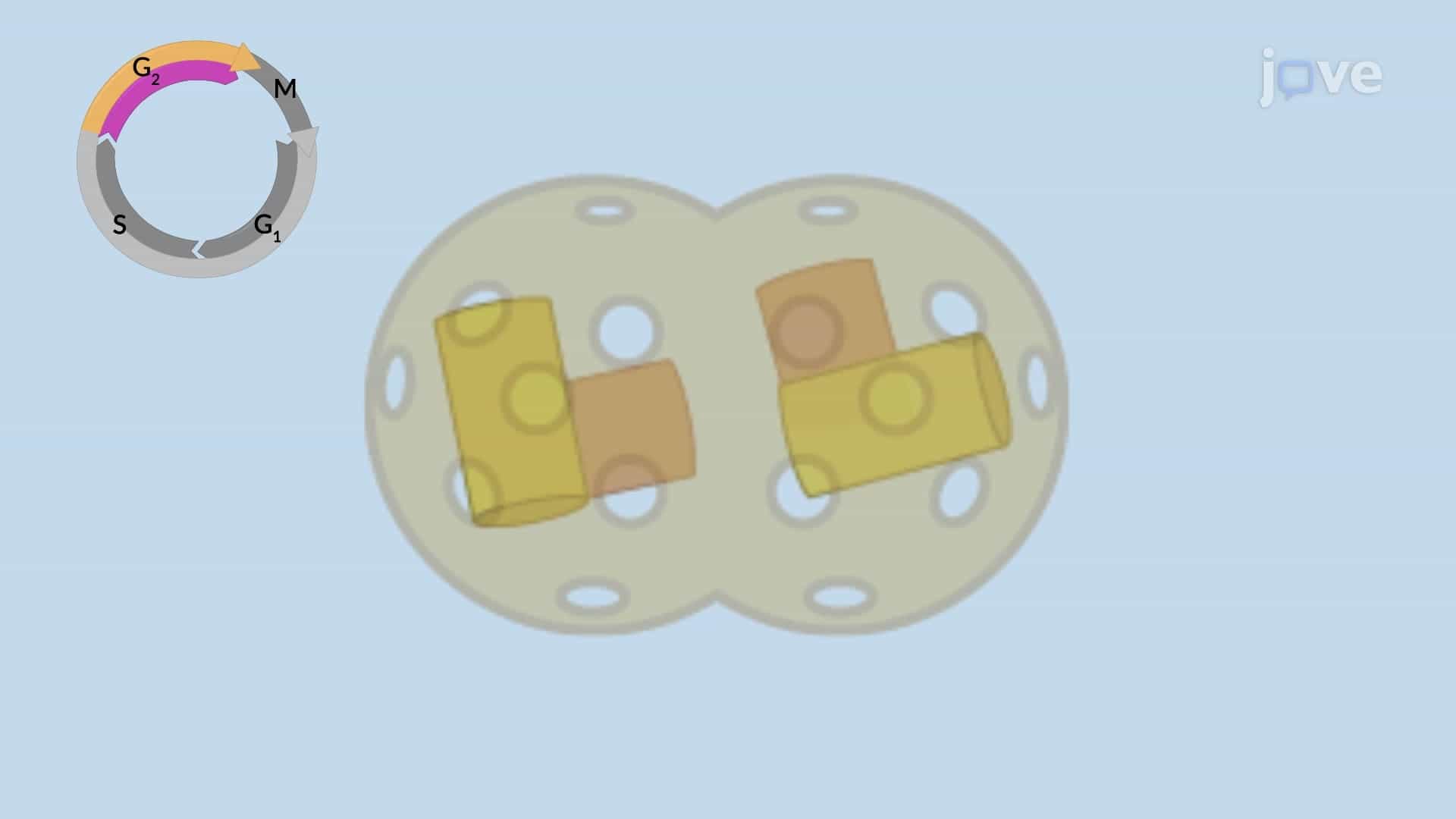 Centrosome Disjunction and Duplication