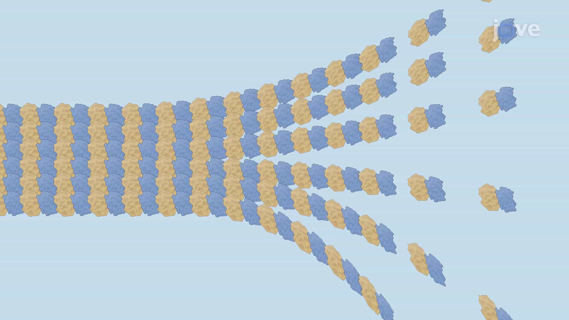 Microtubules: Dynamic Instability