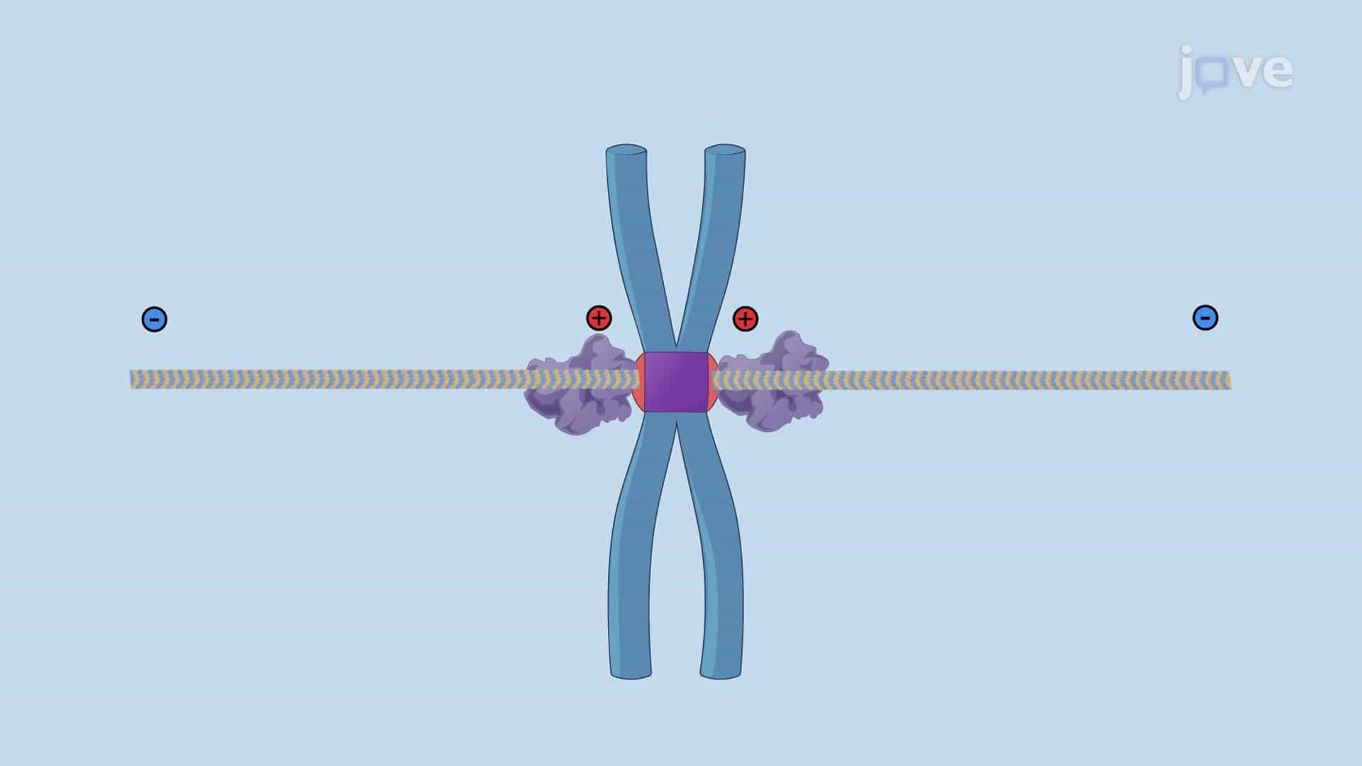 Spindle assembly: Dynein, Kinesin and Microtubules