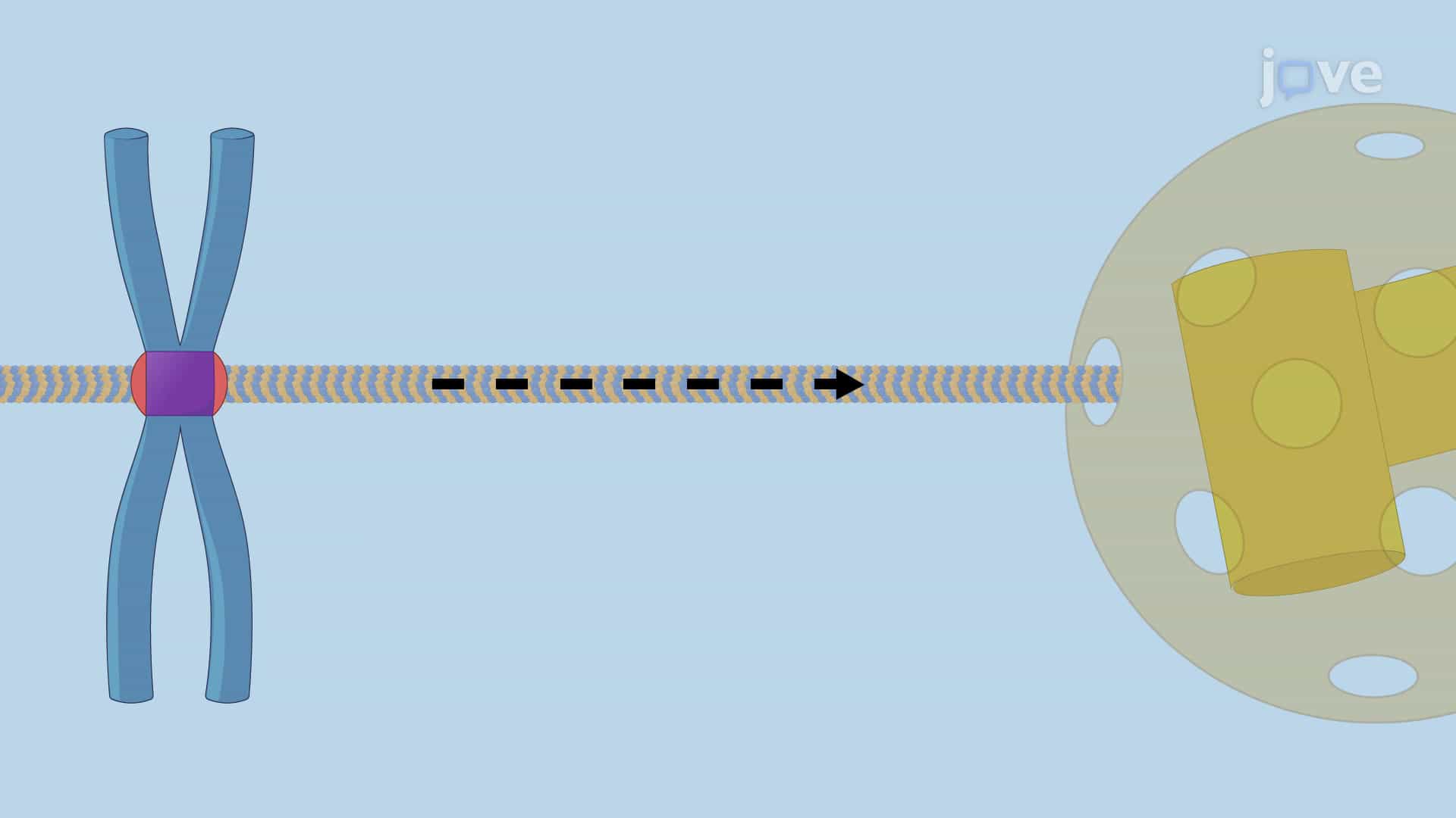 Mitotic Spindle and the Forces acting on Chromosomes
