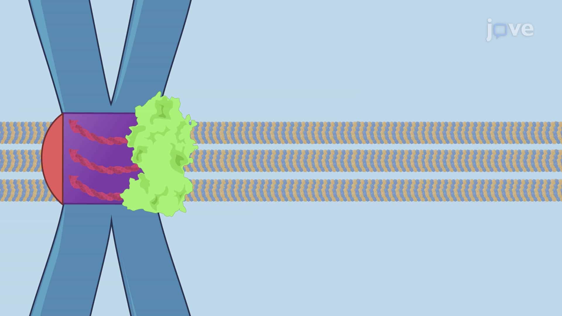 Kinetochores, Cohesin Rings and Spindle Assembly Checkpoint