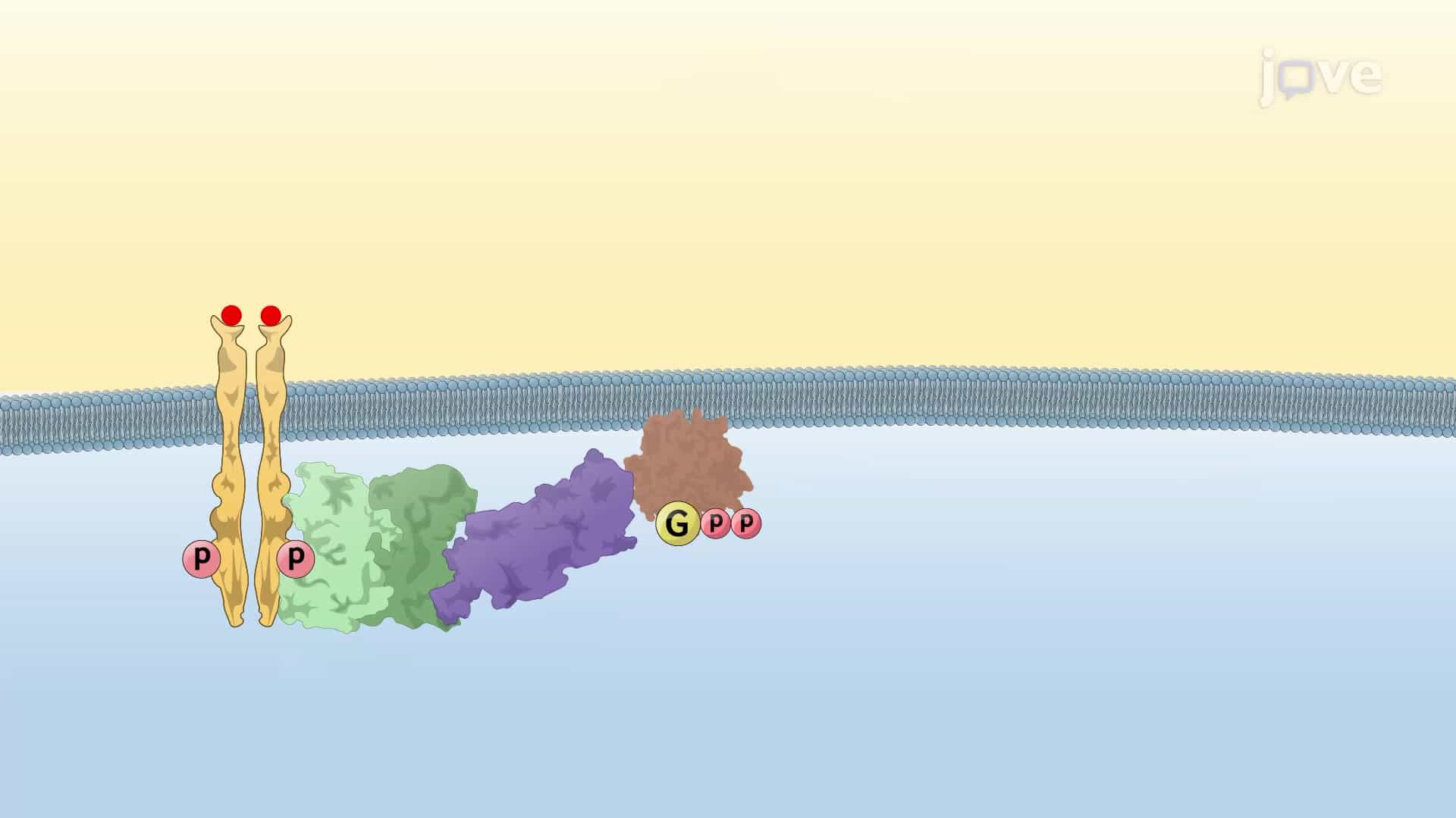 Protooncogenes: Ras Gene and MAP Kinase pathway
