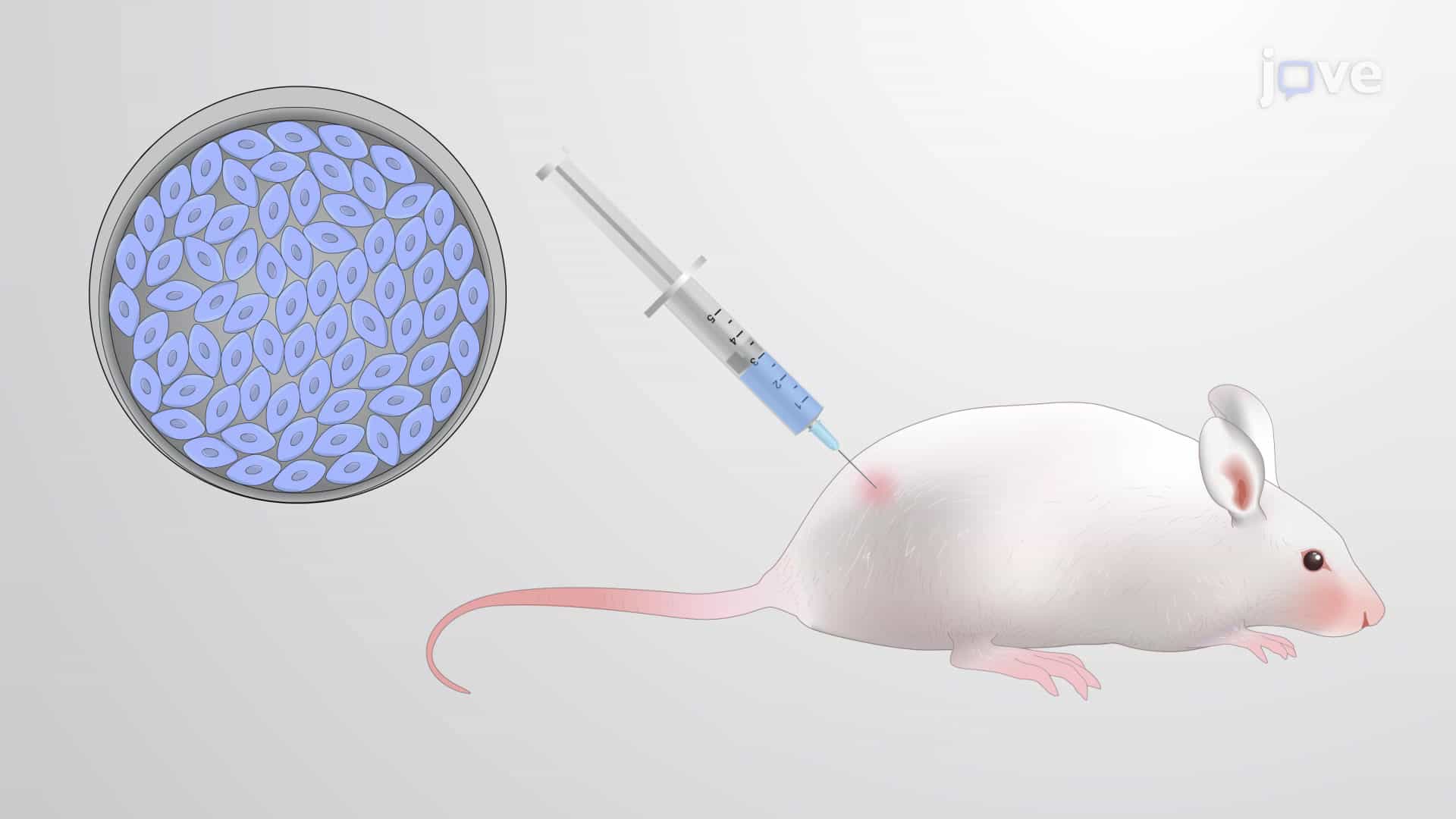 Mouse Models of Cancer and Pre-clinical Testing of Cancer Drugs