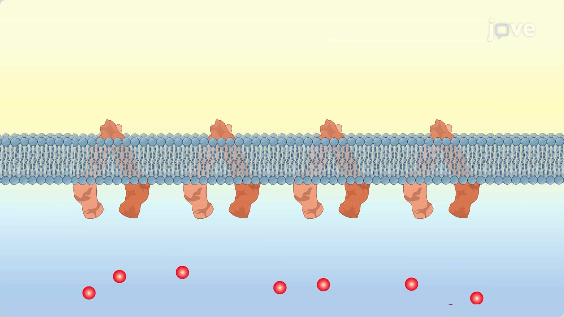 Cancer: Mechanisms of Drug Resistance