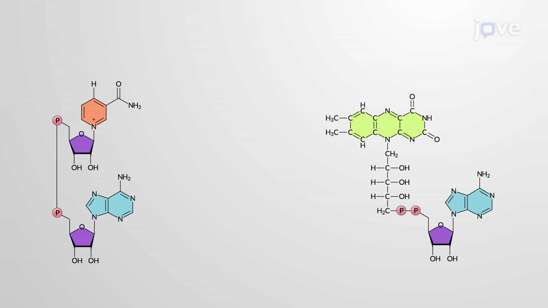 Role of Reduced Coenzymes NADH and FADH₂