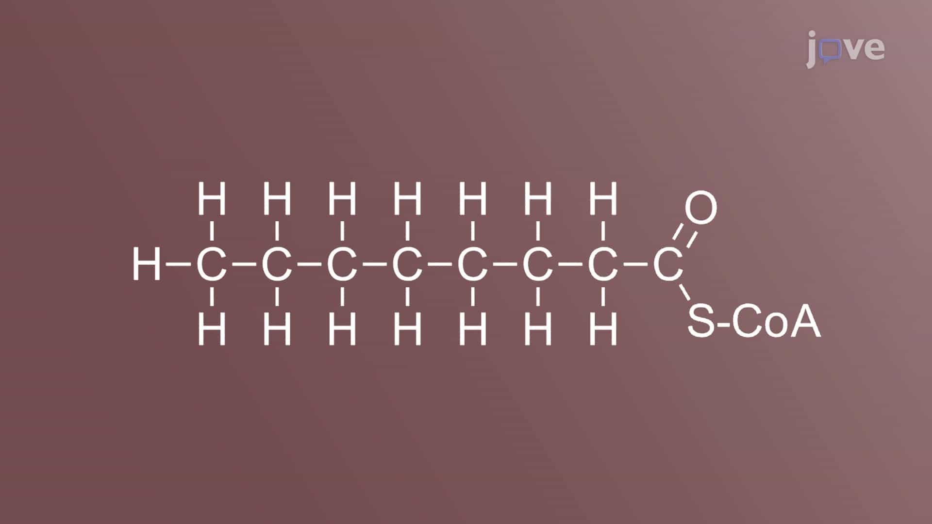 Overview of Fatty Acid Metabolism