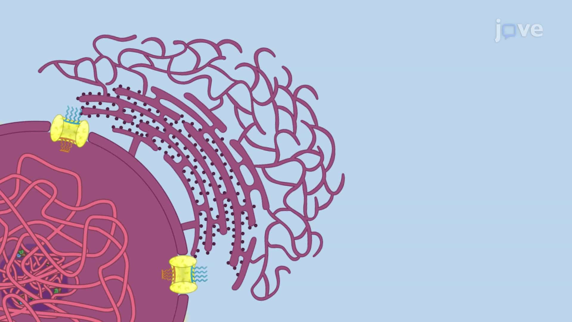 The Endoplasmic Reticulum