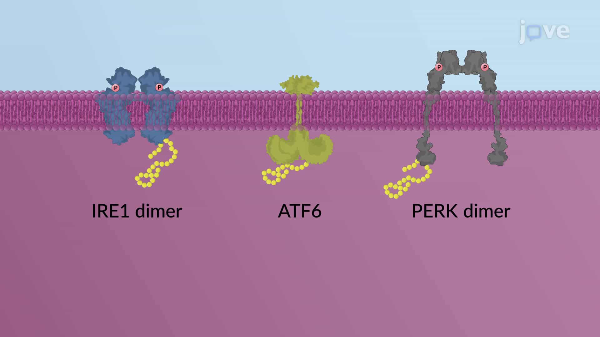 The Unfolded Protein Response