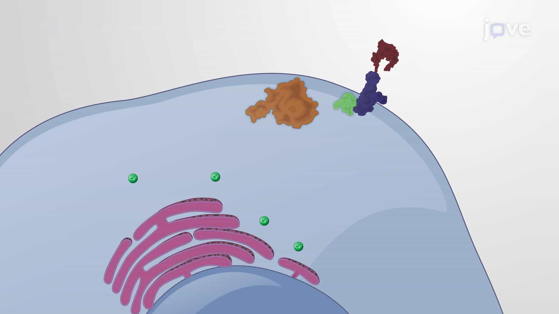 Non-Canonical Wnt Signaling and Planar-Cell Polarity Pathways