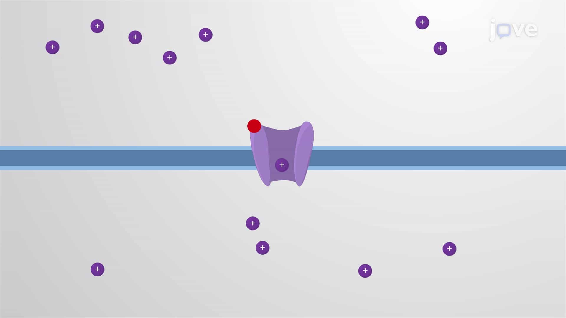 Ligand-gated Ion Channels