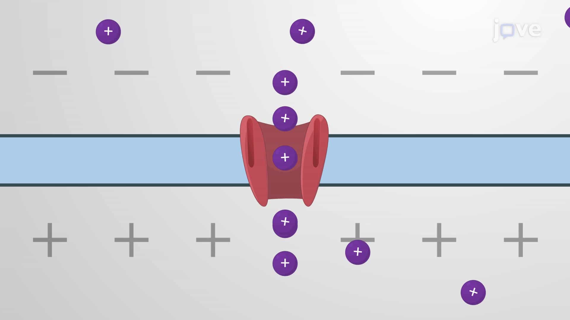 Voltage-gated Ion Channels