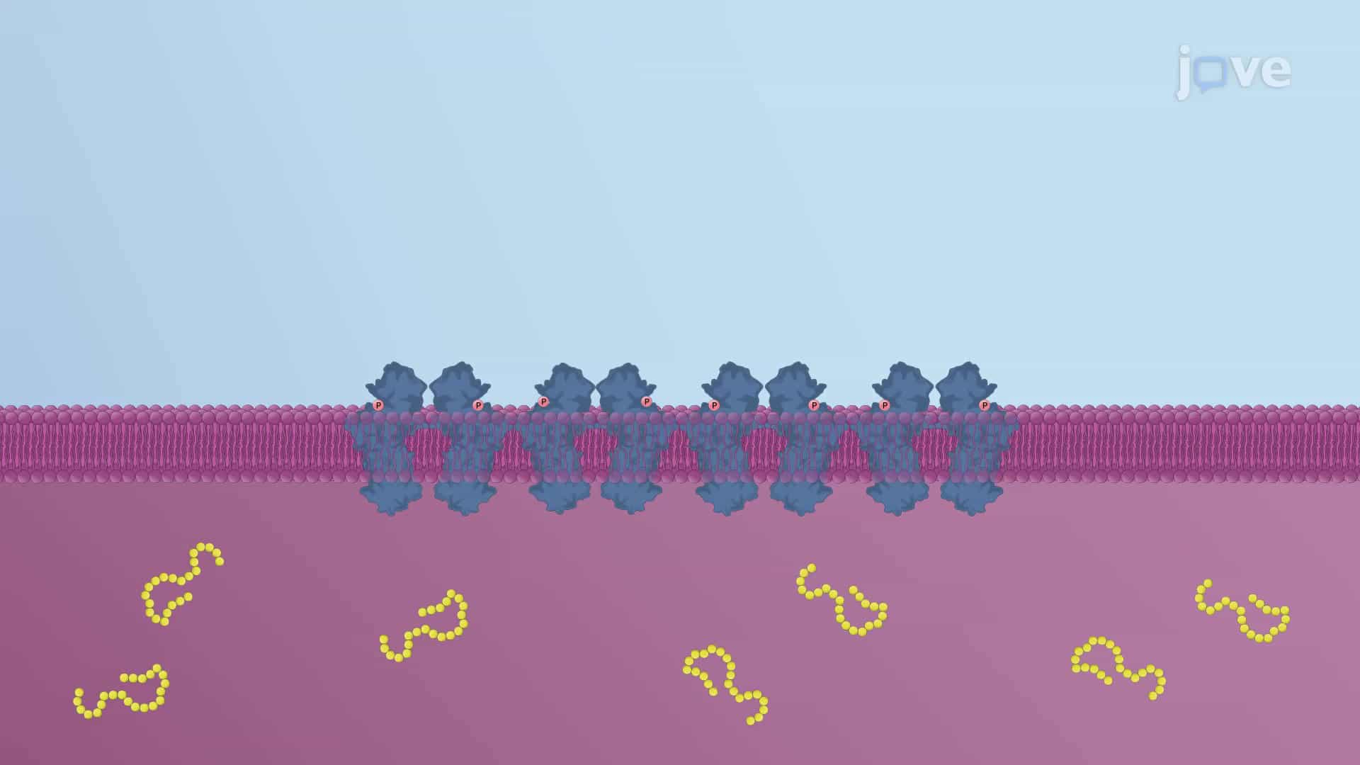 Regulation of the Unfolded Protein Response