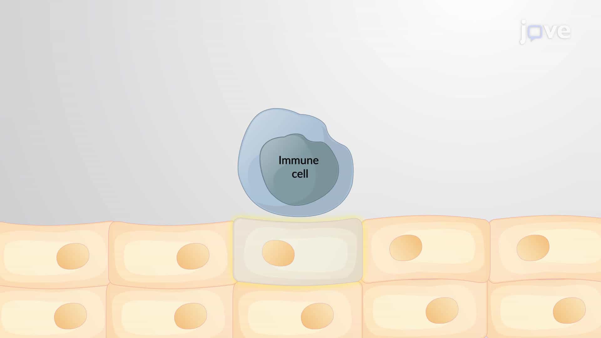 The Extrinsic Apoptotic Pathway