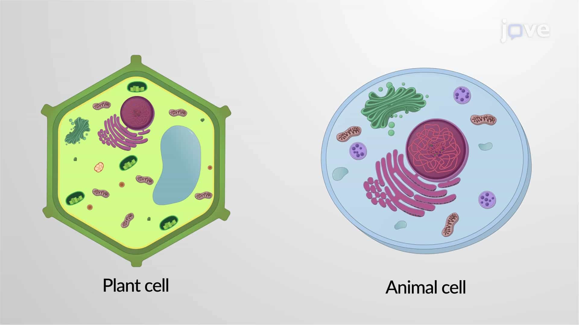 Animal and Plant Cell Structure