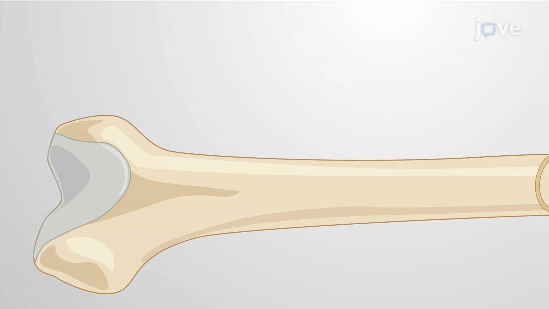 Growth of Cartilage and Bone Tissue