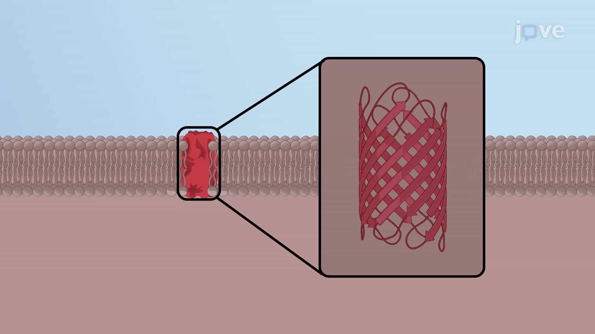 Structure of Porins