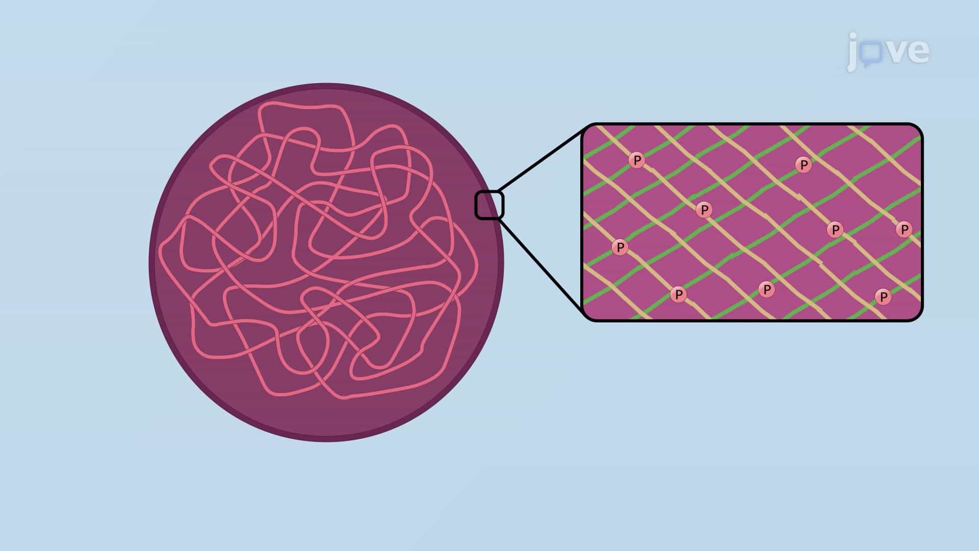 Disassembly of Intermediate Filaments
