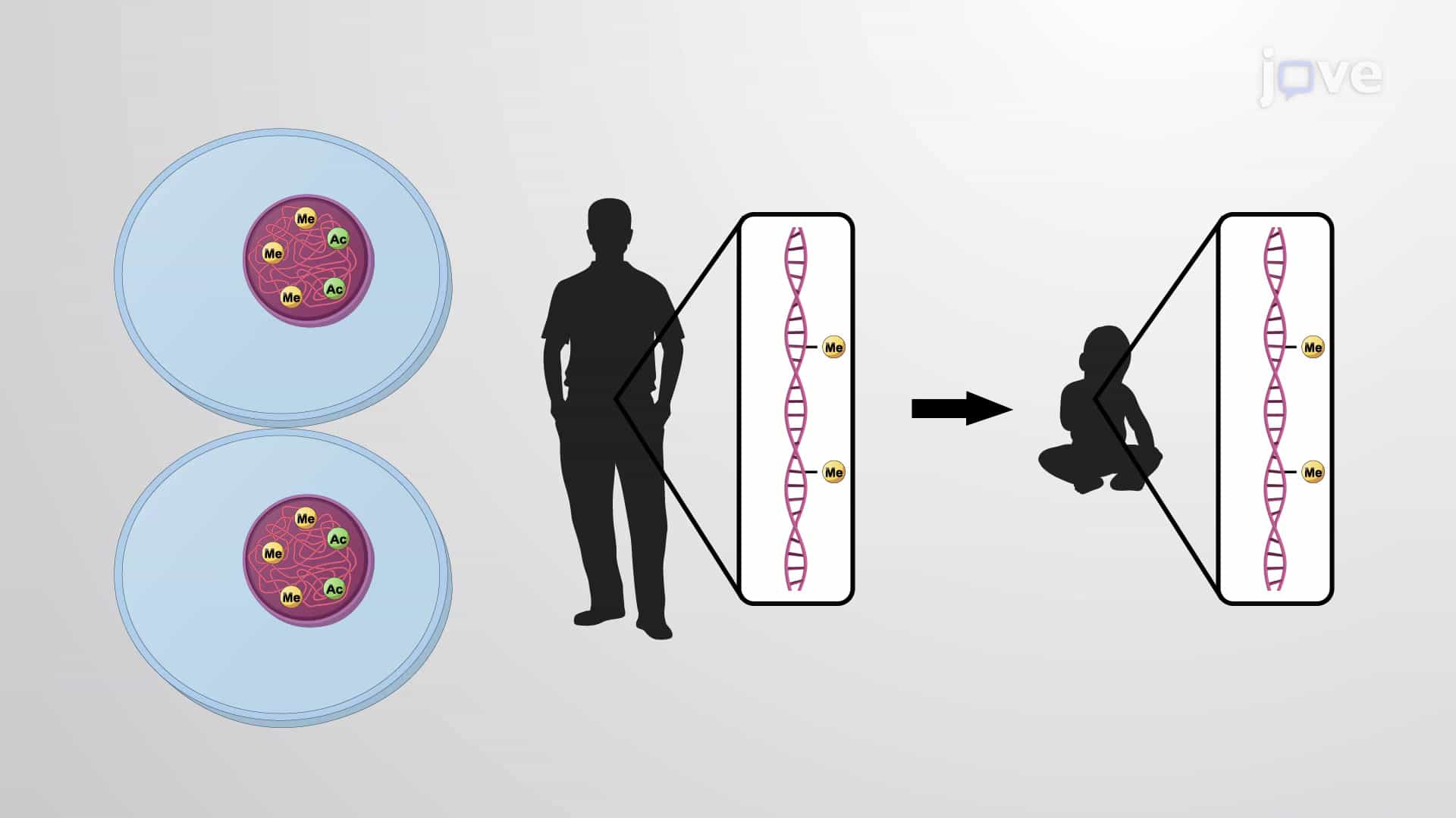 Epigenetic Regulation