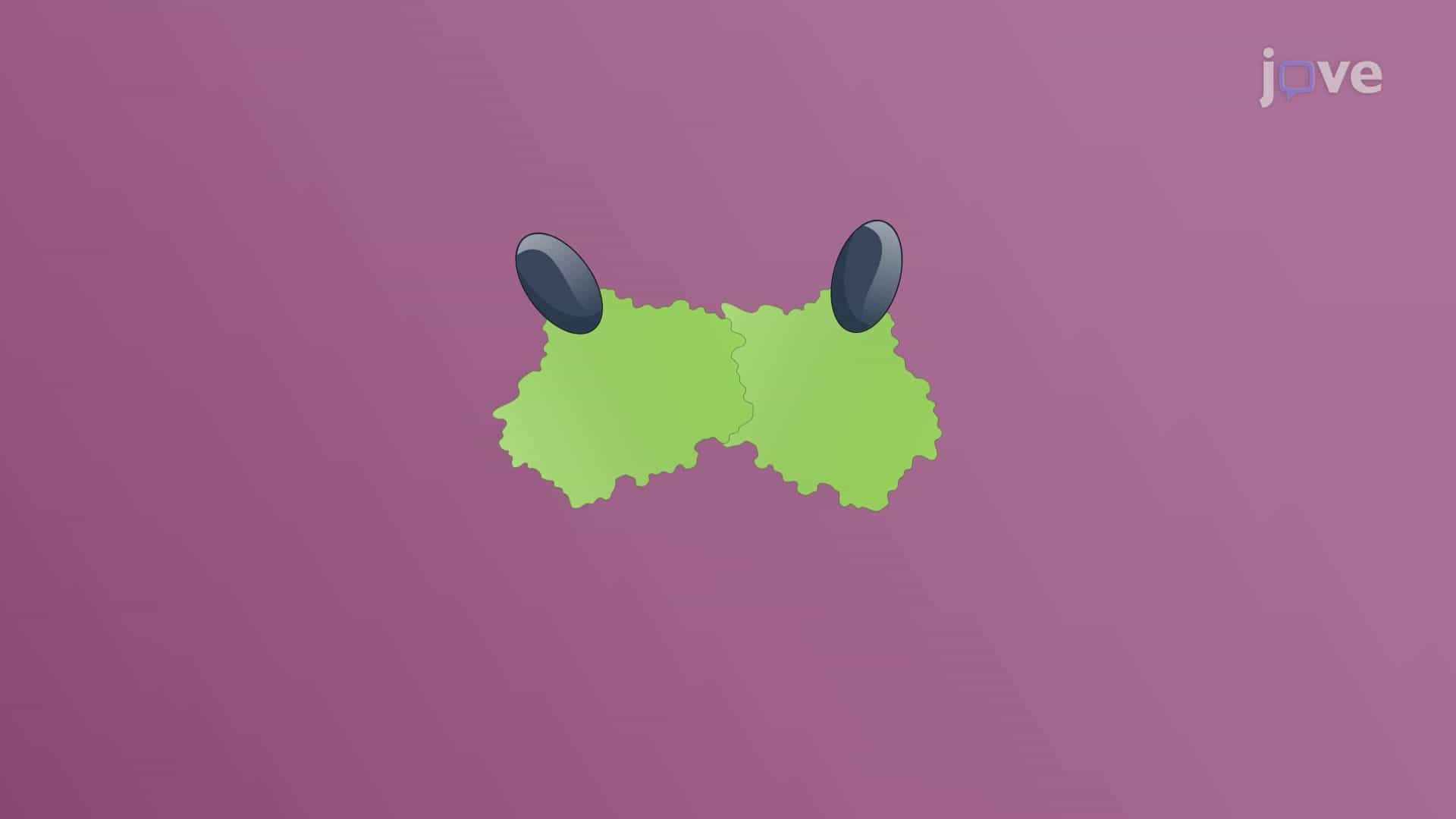 Types of Receptors: Internal Receptors