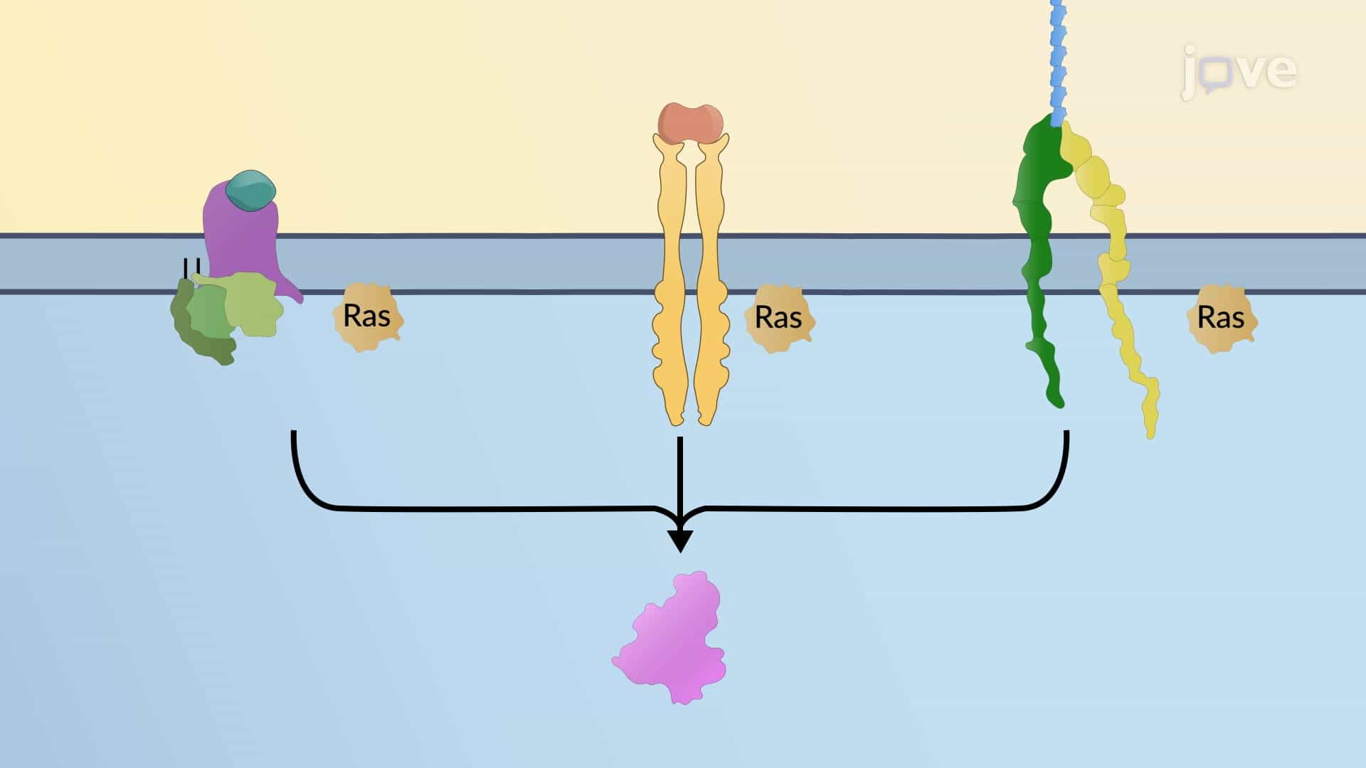 Interactions Between Signaling Pathways