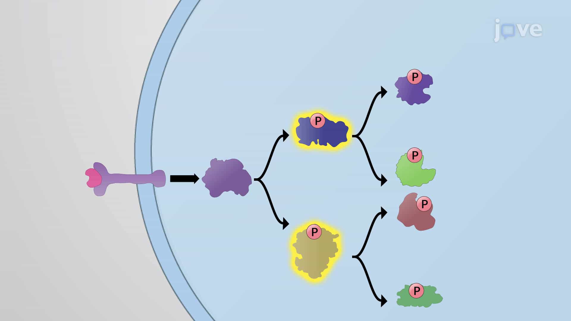 Amplifying Signals via Enzymatic Cascade