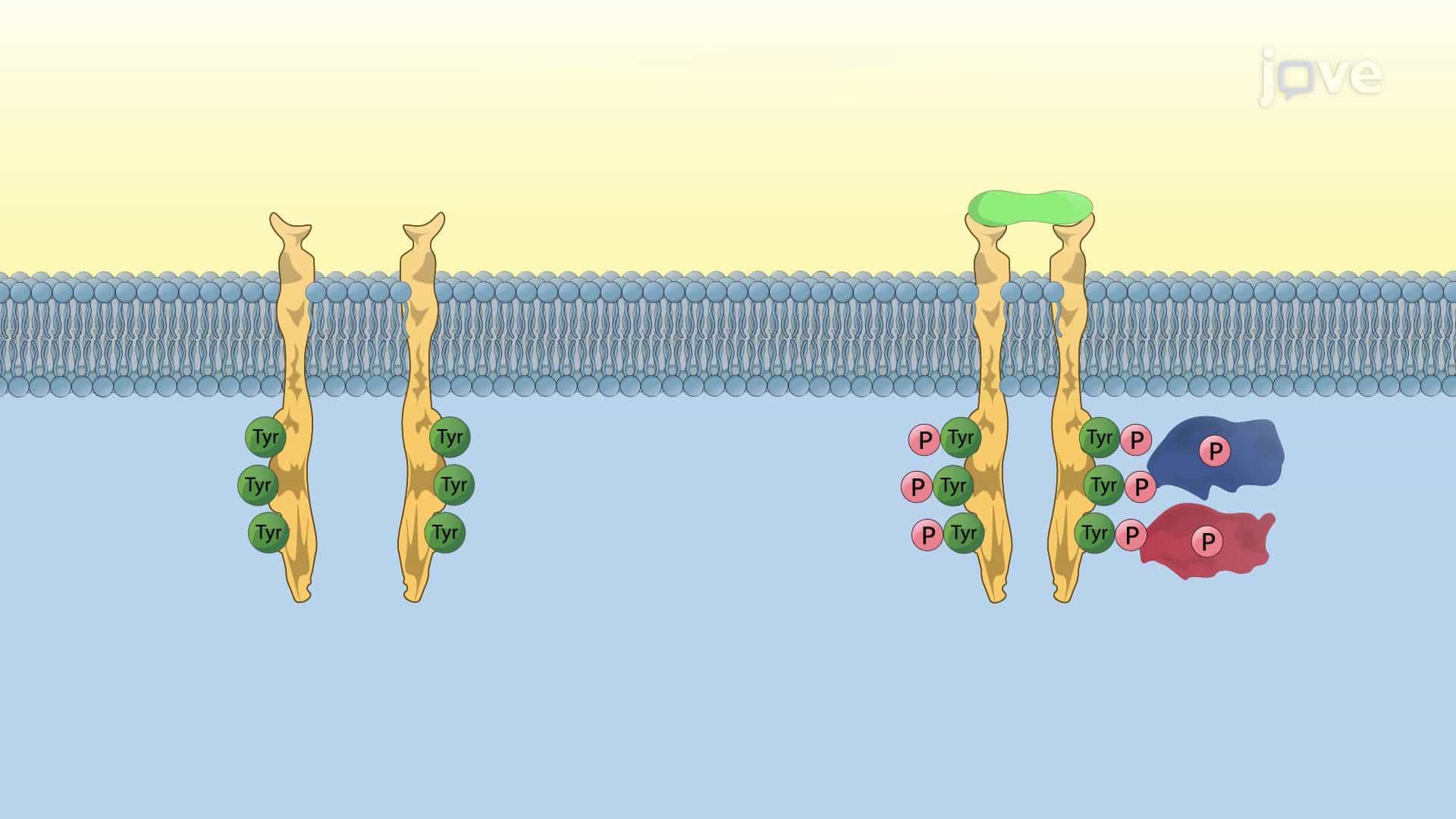 Receptor Tyrosine Kinases