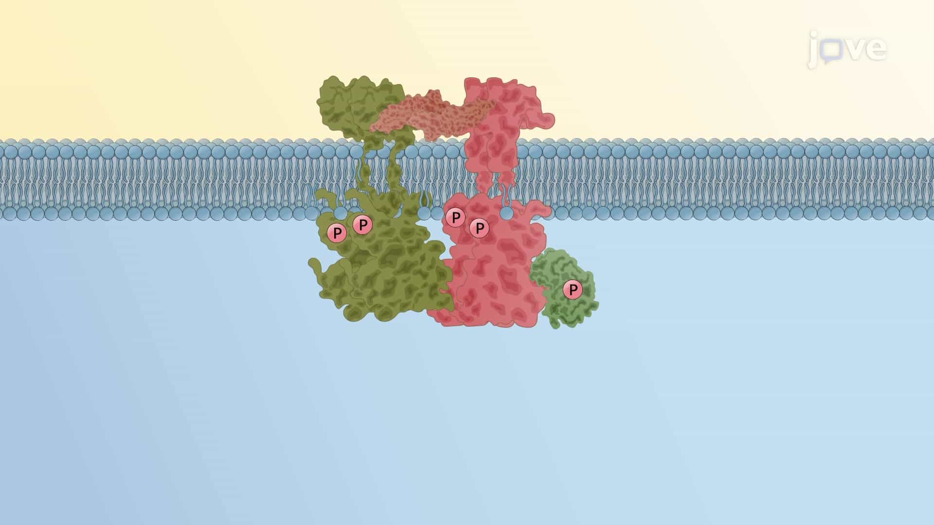 TGF - &amp;#946; Signaling Pathway